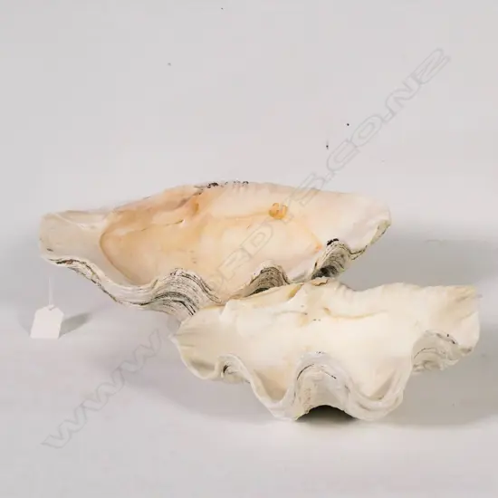 (26) 1 MEDIUM + 1 LARGE CLAMSHELL L. 320mm