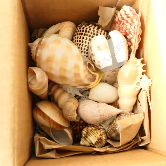 SMALL BOX OF NUMEROUS SHELLS
