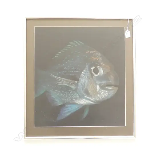 SNAPPER PASTEL ON BLACK PAPER 490x445mm