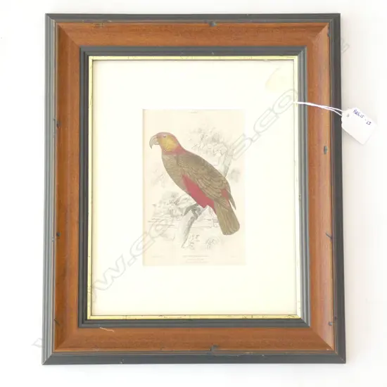 ANTIQUE HAND COLOURED ENGRAVING OF KAKA BIRD BY EDWARD LEAR C. 1834 H. 150 X W. 100MM