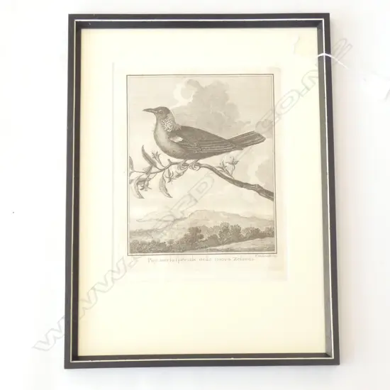 ANTIQUE POE BIRD (TUI) ENGRAVING - COOKS VOYAGES C. 1790 W. 195MM X H. 250MM