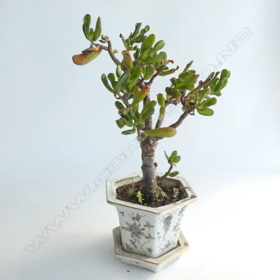 SMPLANT IN HEXAGONAL POT DIA 170MM