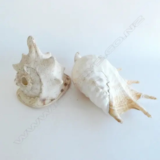 2 SEA SHELLS L.300mm