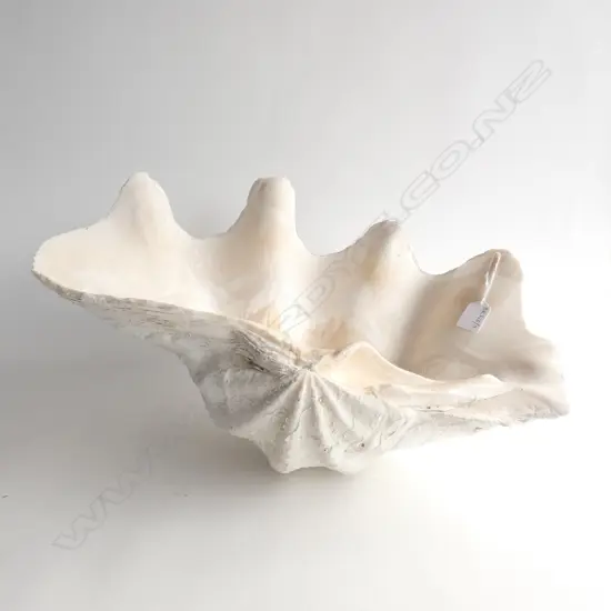 LARGE HALF CLAM SHELL W.450mm