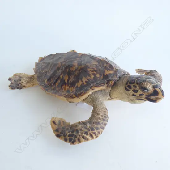 TAXIDERMY TURTLE