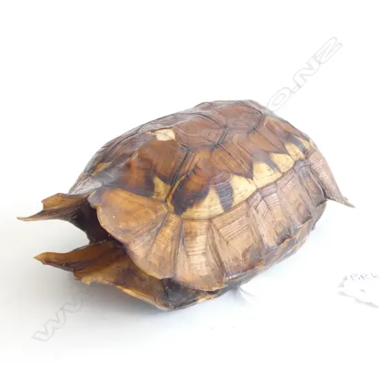 SM TORTOISE SHELL L. 130MM