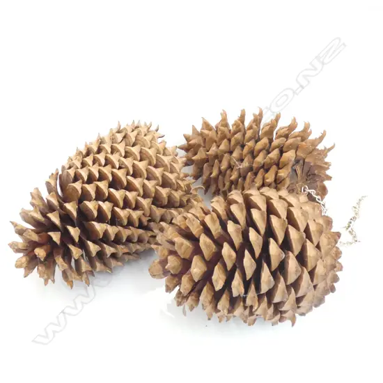 3 LARGE DECORATIVE PINECONES