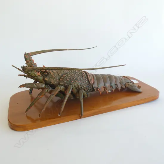 TAXIDERMIED CRAYFISH ON BOARD L.550mm