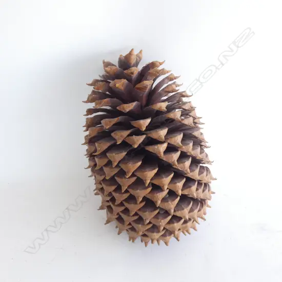 LG PINECONE L 270MM