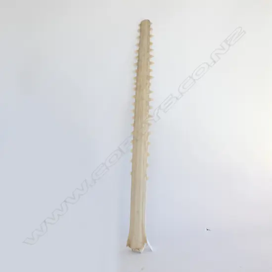 SAWFISH BILL L.620mm