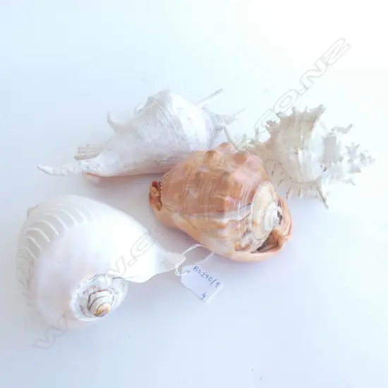 4 LARGE SEA SHELLS L.290mm