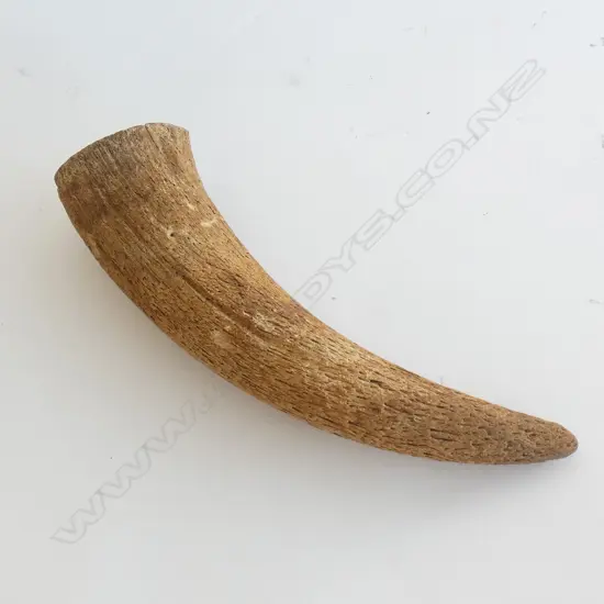 OLD ANIMAL HORN L.335MM.