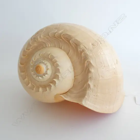 LARGE MELO AMPHORA 'GIANT BAILER' SHELL L.250mm