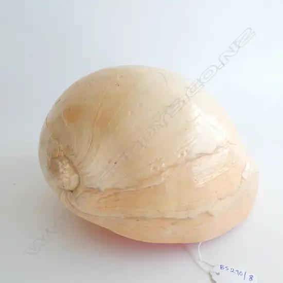 LARGE MELO AMPHORA 'GIANT BAILER' SHELL L.300mm