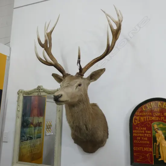 12 POINTER RED DEER STAG HEAD