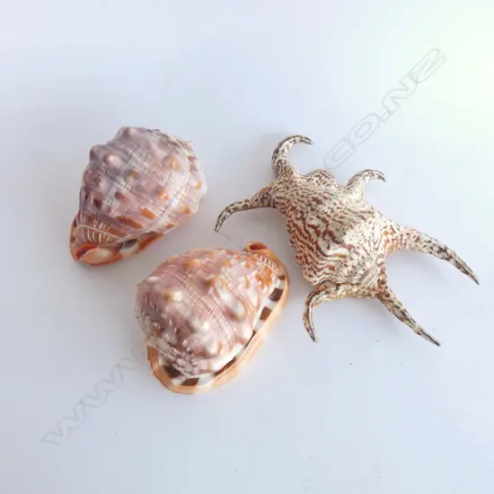 3 SHELLS; 1  LAMBIS CHIRAGRA