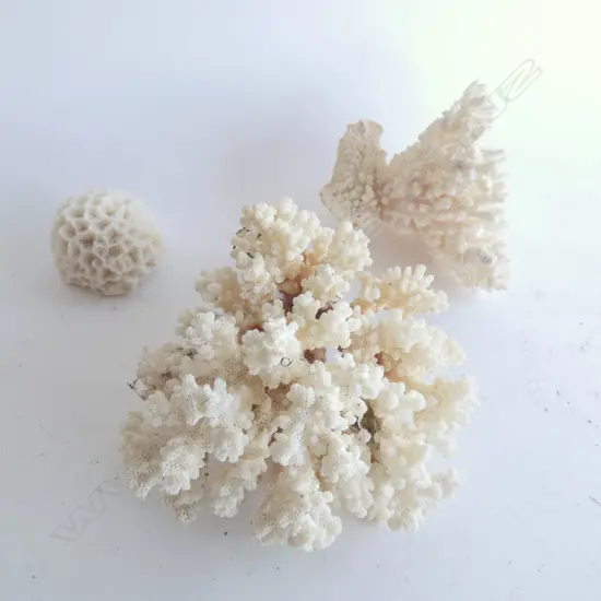 BOX OF WHITE CORAL; BRAIN & 2 BRANCH
