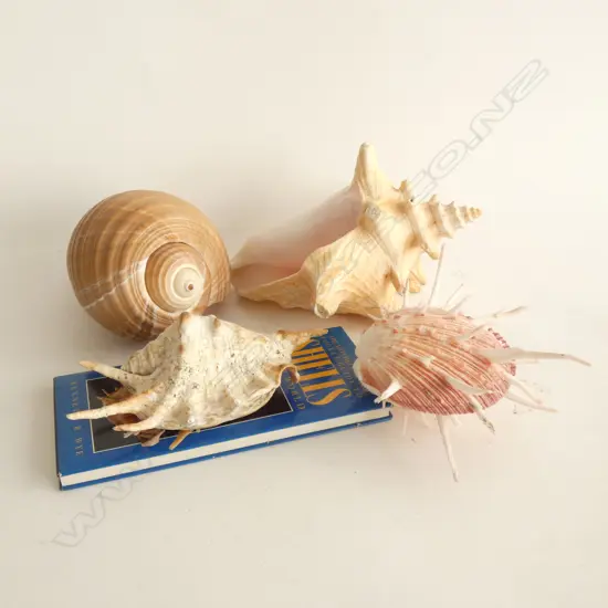 4 LARGE SHELLS + REFERENCE BOOK
