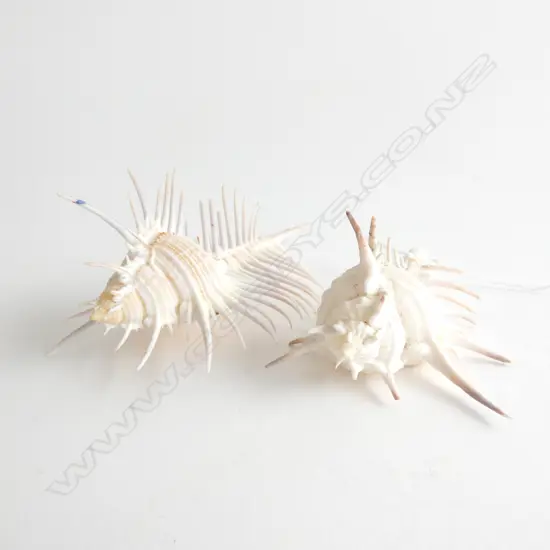 2 VENUS COMB SHELLS L.130mm