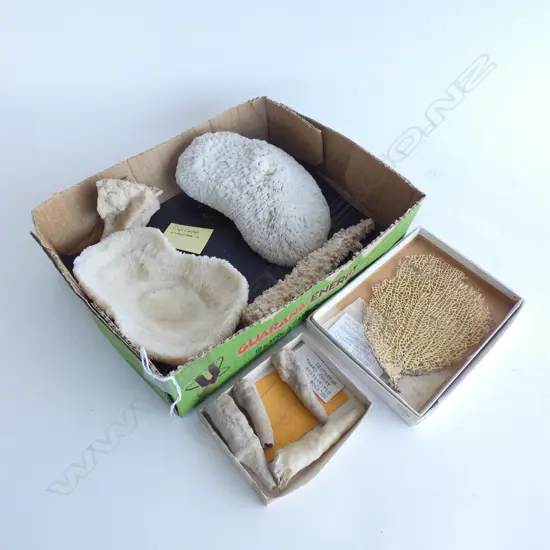 2 WHITE CUP CORALS + 5 STALACTITES + YELLOW SEA FAN