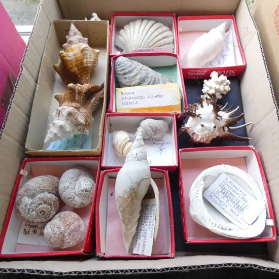 SHELL COLLECTION...