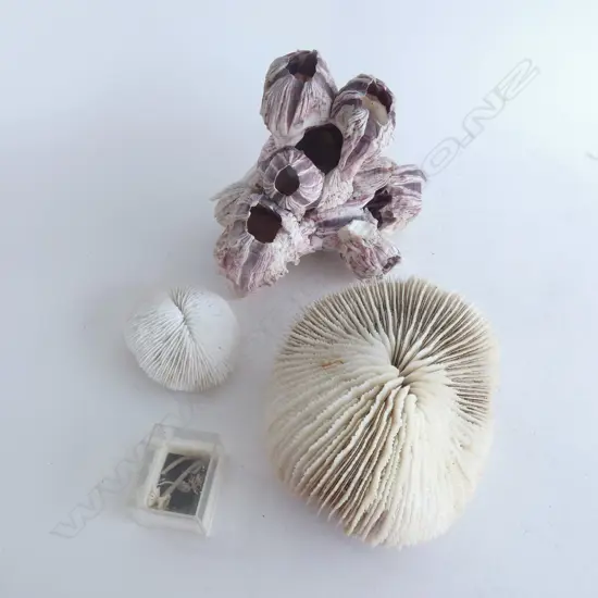 2 MUSHROOM CORALS + A LARGE EXOTIC BARNICLE GROUP ETC