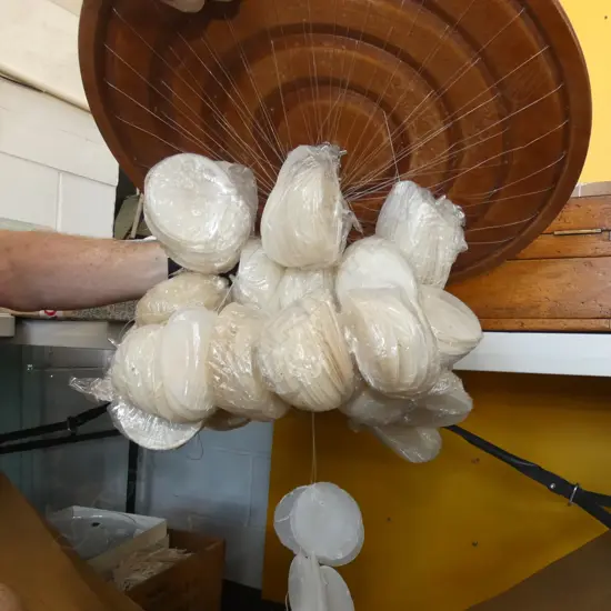 SHELL HANGING LIGHT IN BOX 