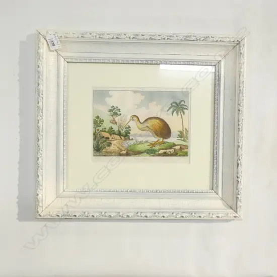 18thC HAND COLOURED FRENCH ENGRAVING OF A KIWI 145 x 210mm