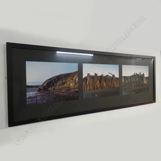 CAREY-LEIGH STAUNTON 'ENCLOSING AN OCEAN - MANUKAU HARBOUR - ROOT SERIES' PHOTOGRAPHY TRIPTYCH 550x1520mm overall 
