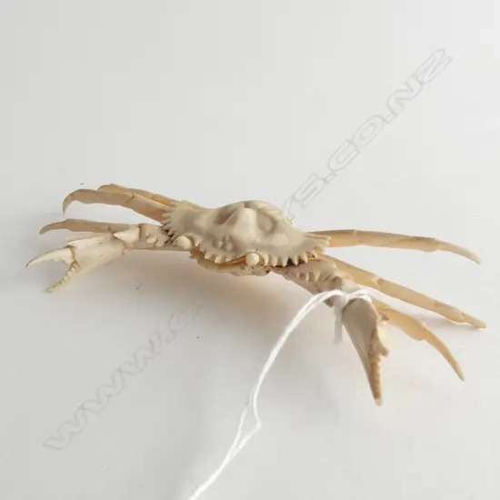 OLD CARVED IVORY CRAB. SOME LOSES. W.130mm