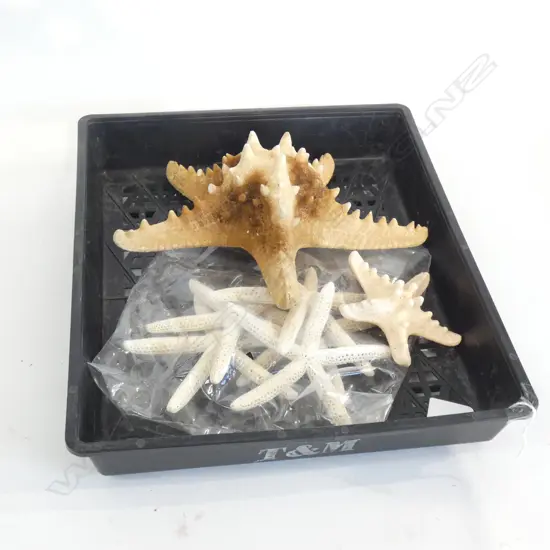 TRAY OF ASST. STARFISH
