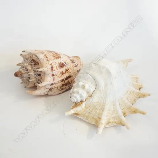 2 'SPIDER' TYPE SHELLS L.200mm