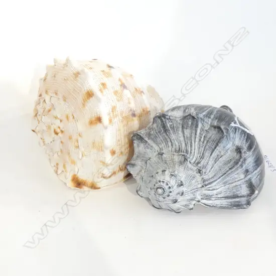 2 SHELLS; 1 NATURALLY BLACK L.210mm