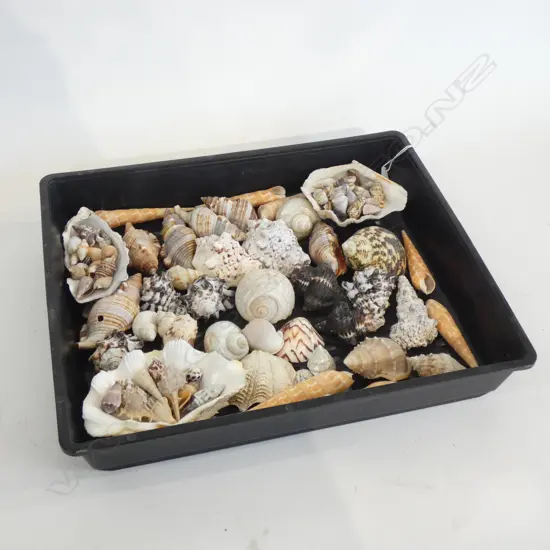 TRAY OF ASST. SHELLS