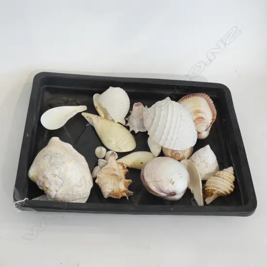 TRAY OF ASST. SHELLS