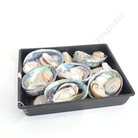 TRAY OF PAUA SHELLS 