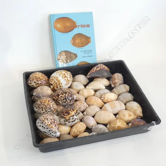 TRAY OF COWRIE SHELLS & BOOK