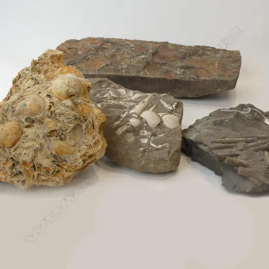 4 TRIASSIC FOSSIL CONGLOMERATES: SHELLS & BELEMNITE