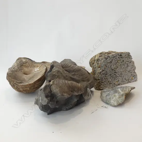 4 TRIASSIC SHELL FOSSILS