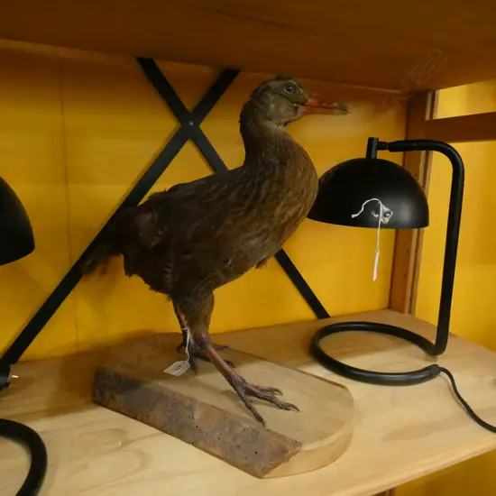 TAXIDERMY BIRD FULL MOUNT H.390mm