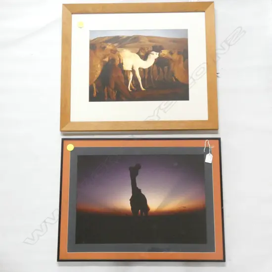 FRAMED PHOTO “MOTI CAMEL 1984", 620mm x 460mm and ANOTHER - BRENDEN ENGLEFIELD ‘6AM THE NEGREV DESERT, ISRAEL 520x615mm