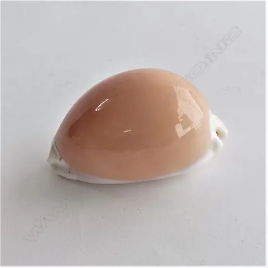GOLDEN COWIE SHELL L.95mm