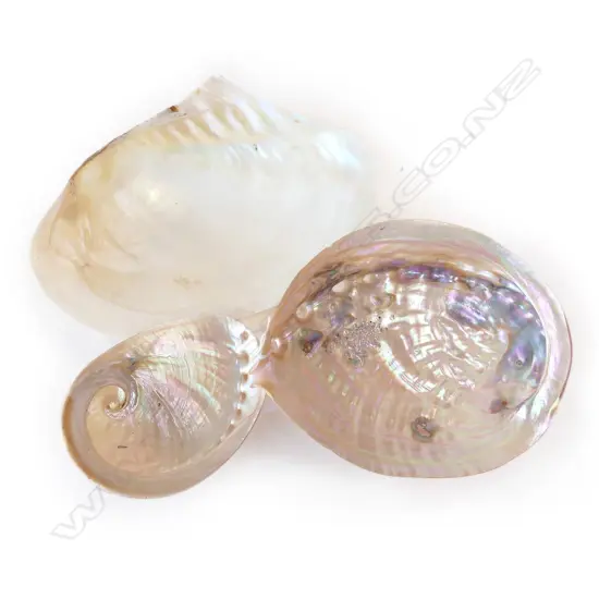 2 PEARLY PAUA + MUSSEL SHELL L.220mm