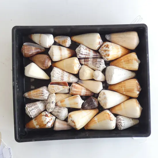 TRAY OF ASST. SHELLS