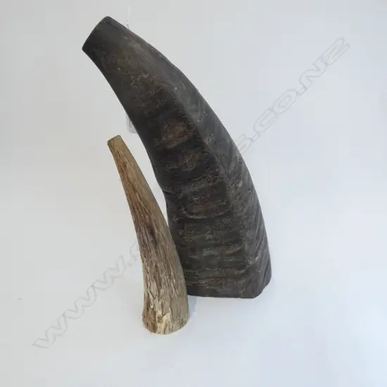 2 BUFFALO HORNS - 1 LG L 360MM & 1 SM 230MM 