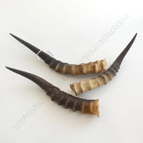 3 ANTELOPE HORNS - LONGEST 350MM 