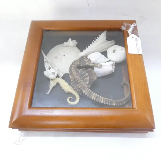 SEA CREATURE SKELETONS & SEAHORSES ETC