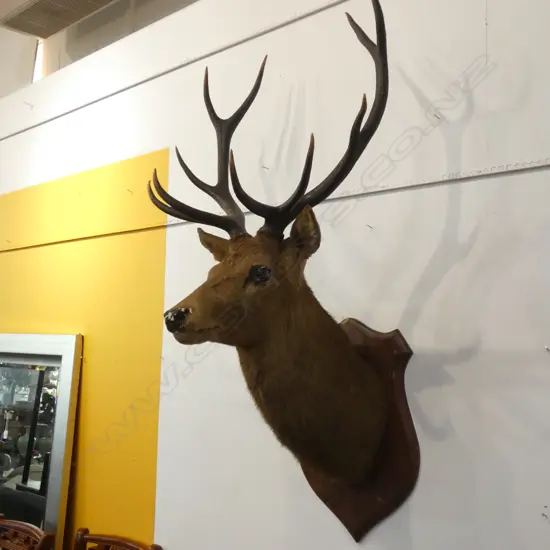 STAG HEAD; 10 POINTER