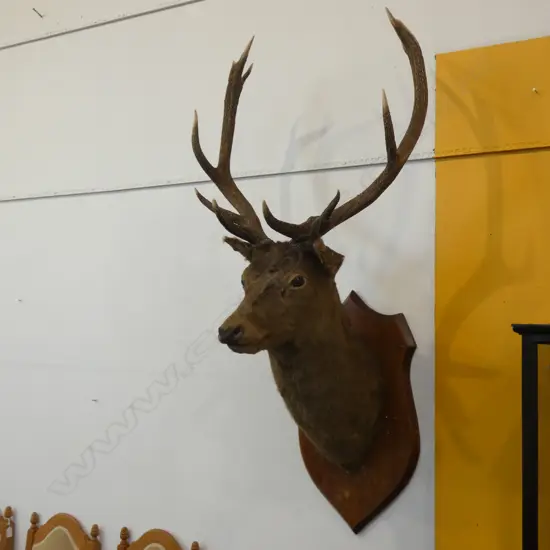 STAG HEAD; 10 POINTER