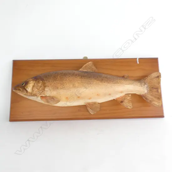 (17778)TAXIDERMY BROWN TROUT L.680mm